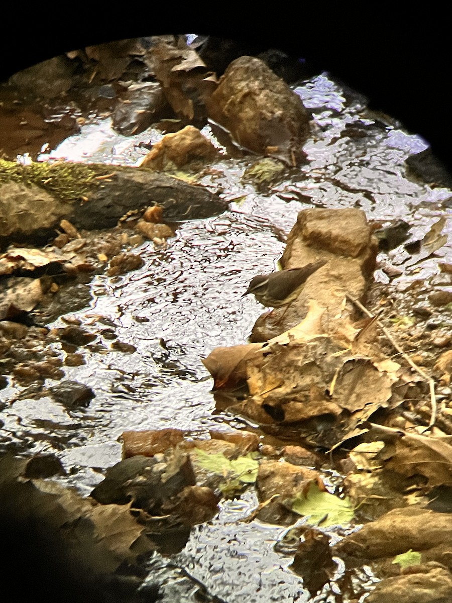 Louisiana Waterthrush - ML440409111