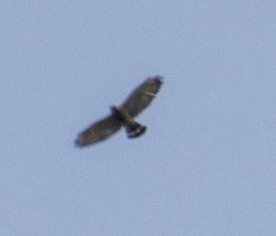 Broad-winged Hawk - ML440410461