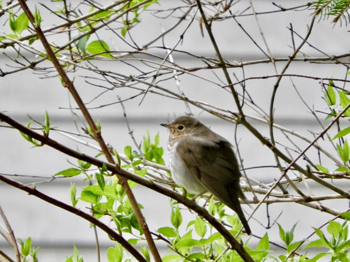 Swainson's Thrush - ML440411021