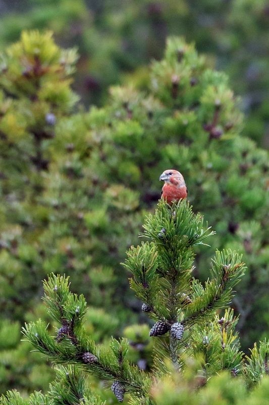 Parrot Crossbill - ML440411651