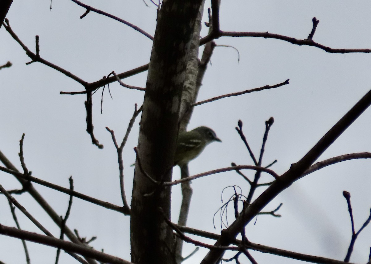 Blue-headed Vireo - ML440411821