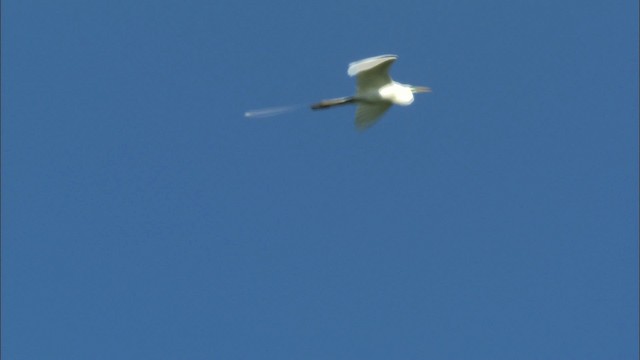 Большая белая цапля (egretta) - ML440412
