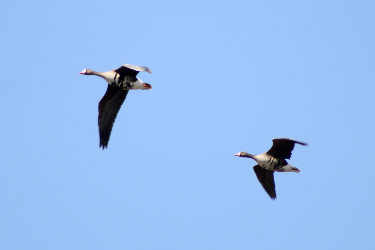 Greater White-fronted Goose (Western) - ML440412041