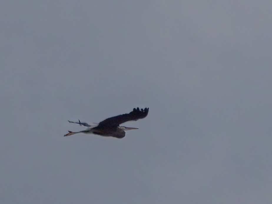 Great Blue Heron - ML440412161