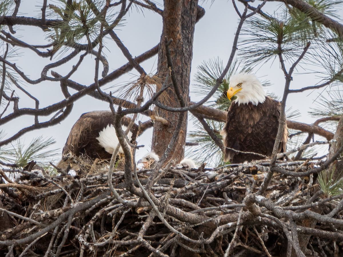 Bald Eagle - ML440412351