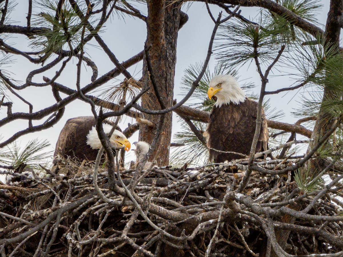 Bald Eagle - ML440412361