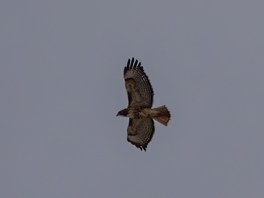 Red-tailed Hawk - ML440412471