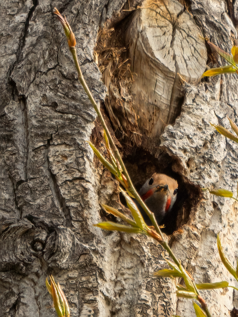 Northern Flicker - ML440412501