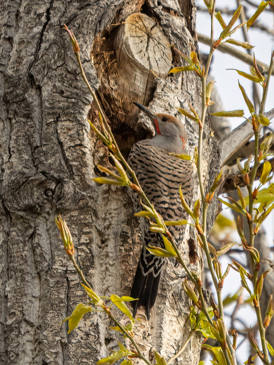 Northern Flicker - ML440412521