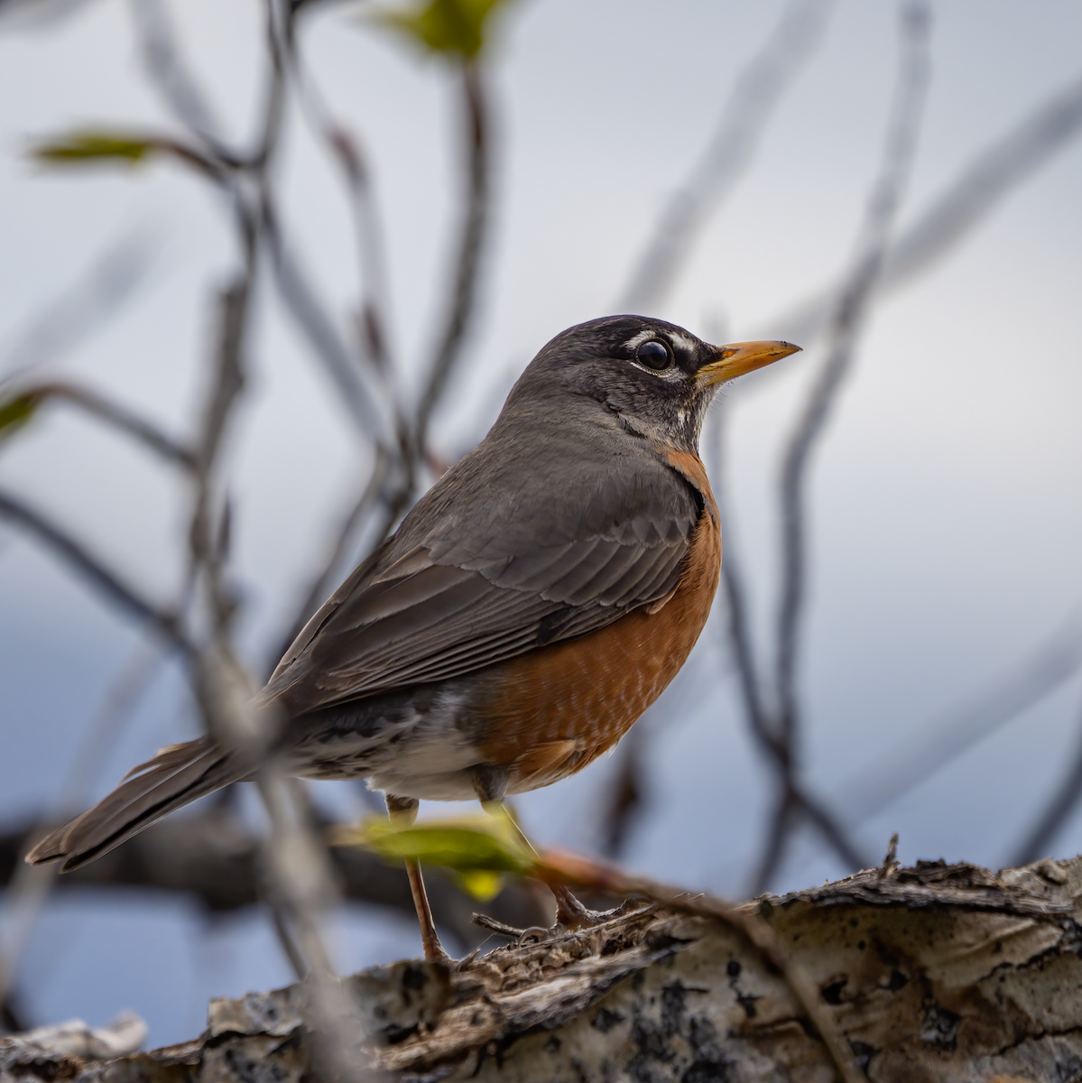 American Robin - ML440412651