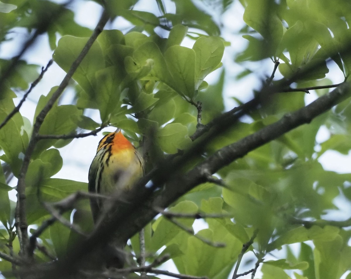 Blackburnian Warbler - ML440412691