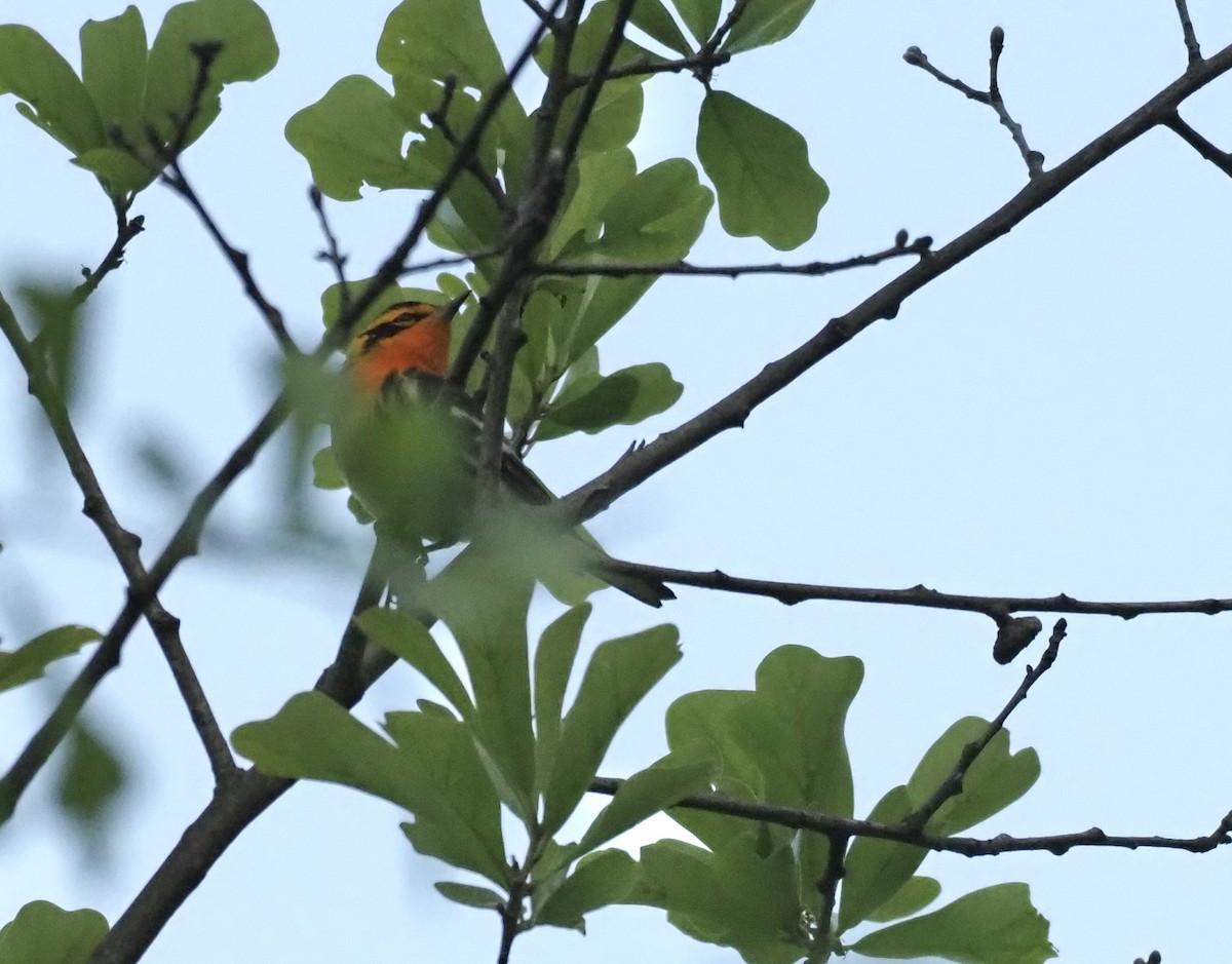 Blackburnian Warbler - ML440412791