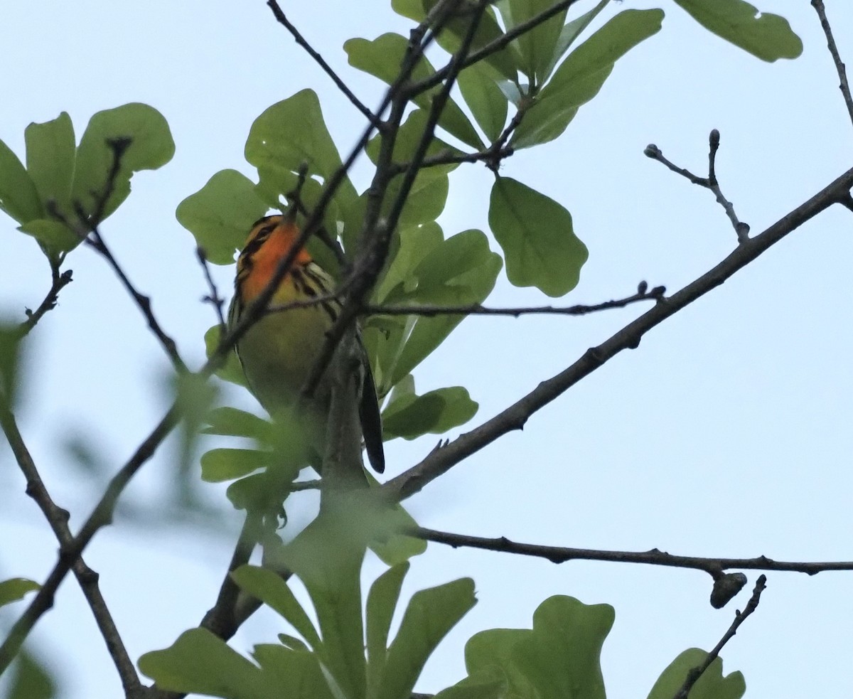 Blackburnian Warbler - ML440412871