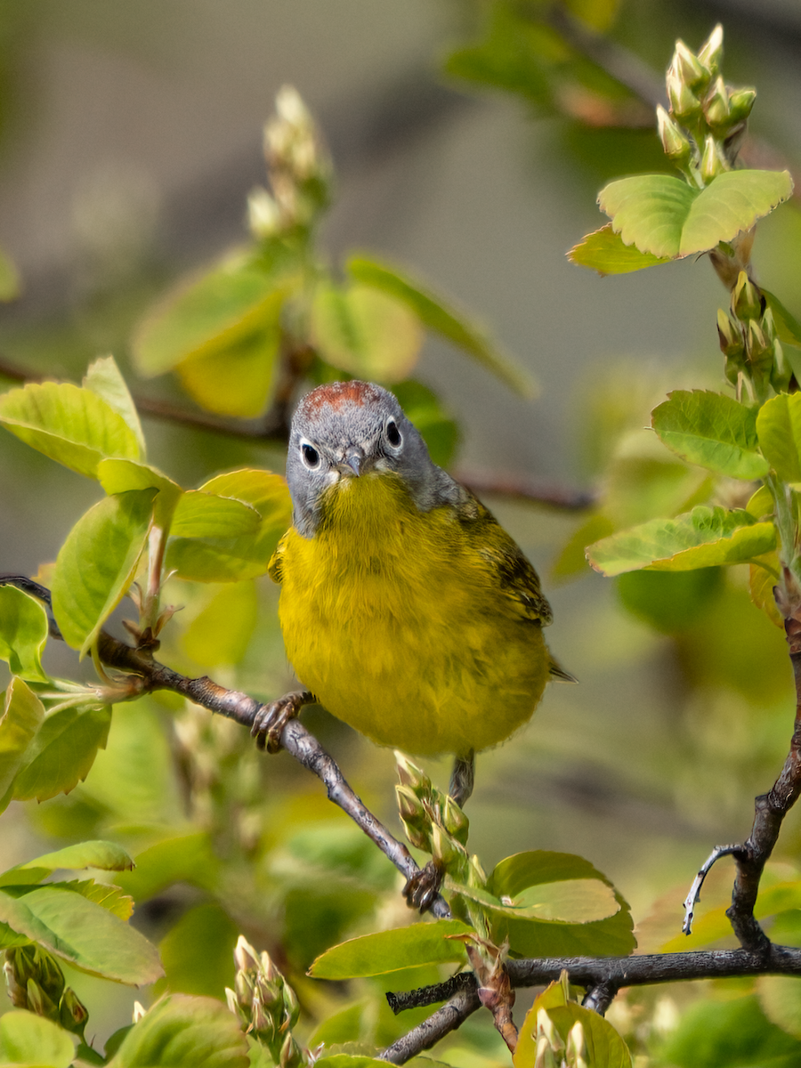 Nashville Warbler - ML440413021