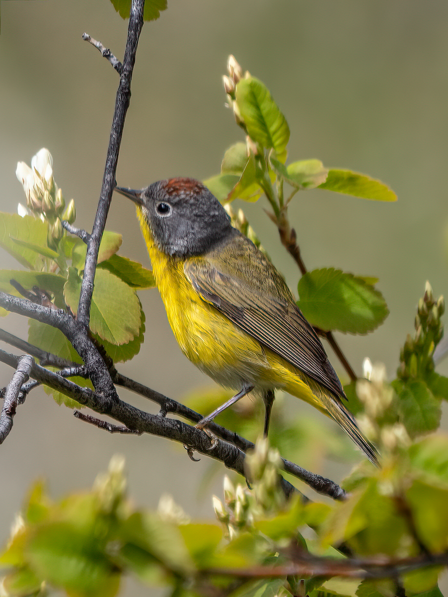 Nashville Warbler - ML440413031