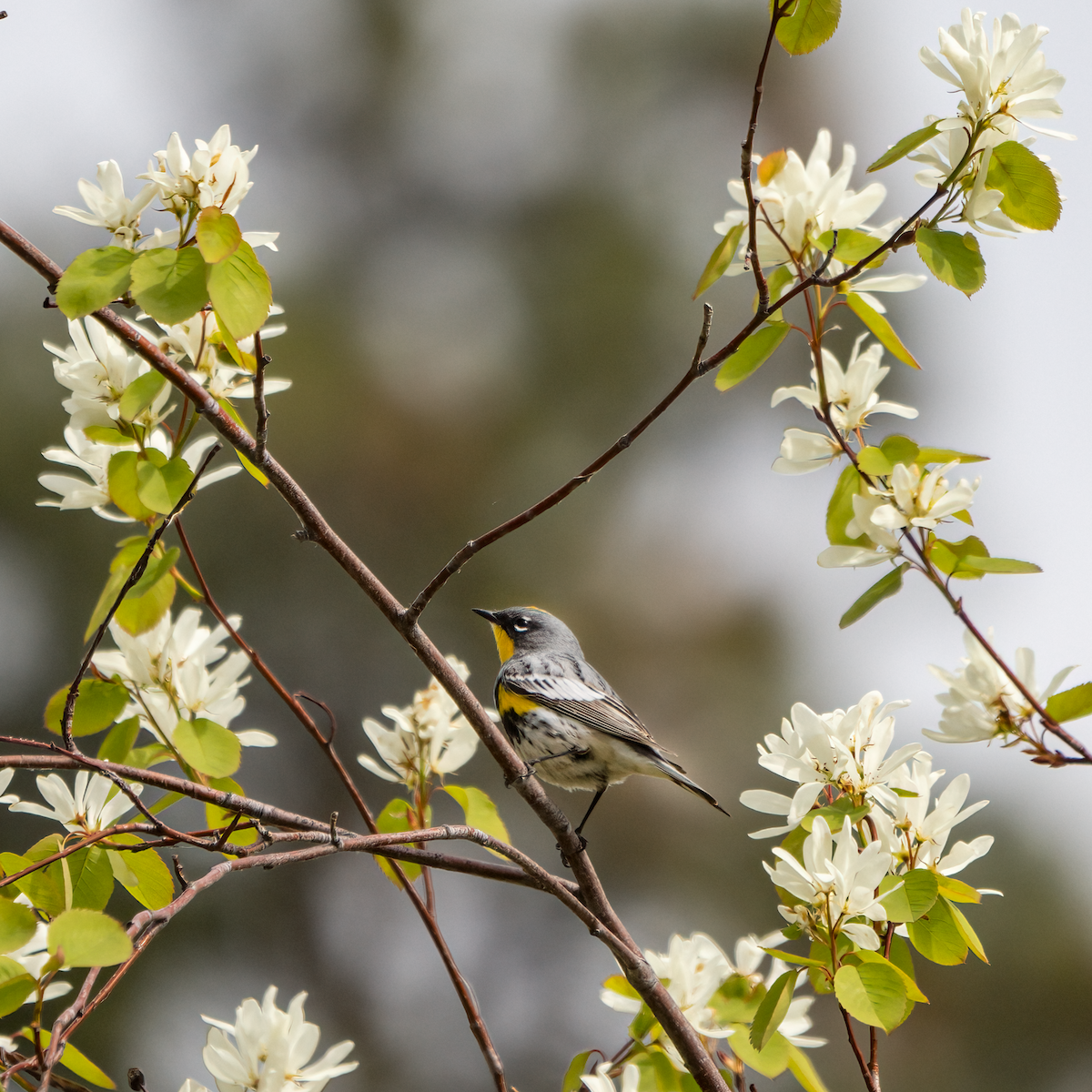 Yellow-rumped Warbler (Audubon's) - ML440413201