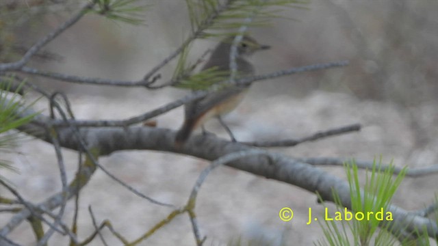 Common Redstart - ML440413851