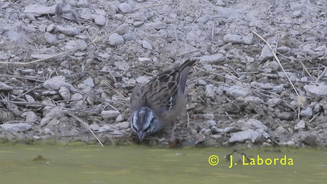 Rock Bunting - ML440414011