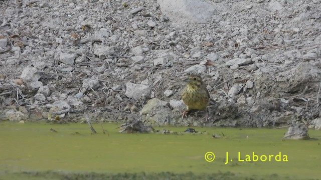 Cirl Bunting - ML440414141