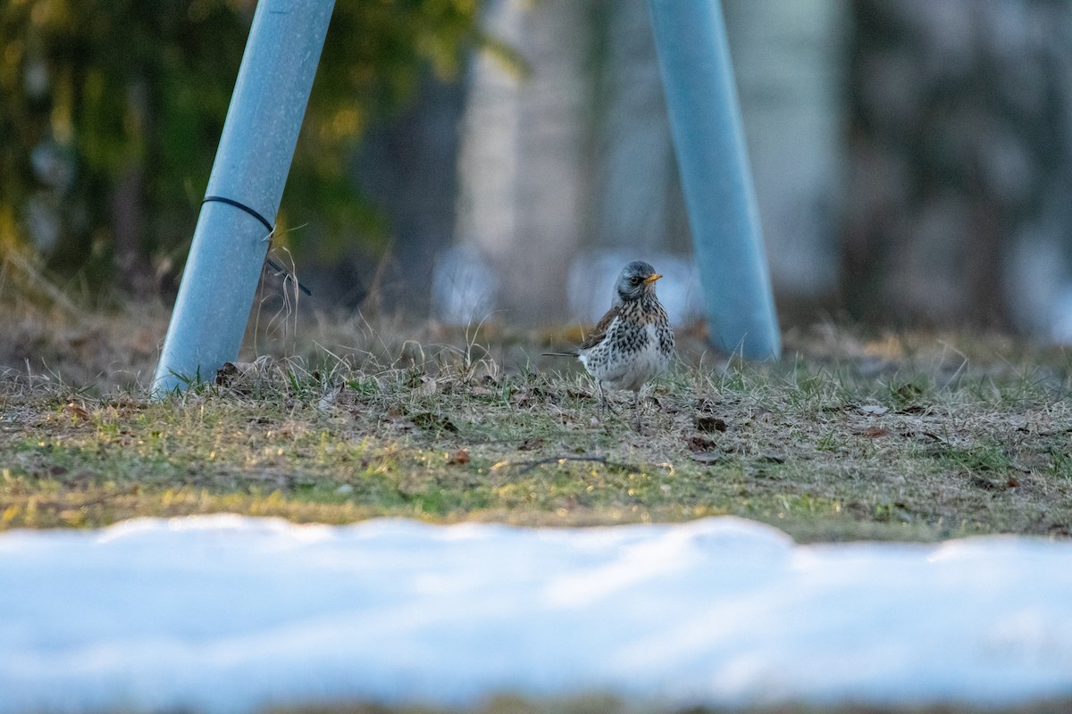 Fieldfare - ML440414241