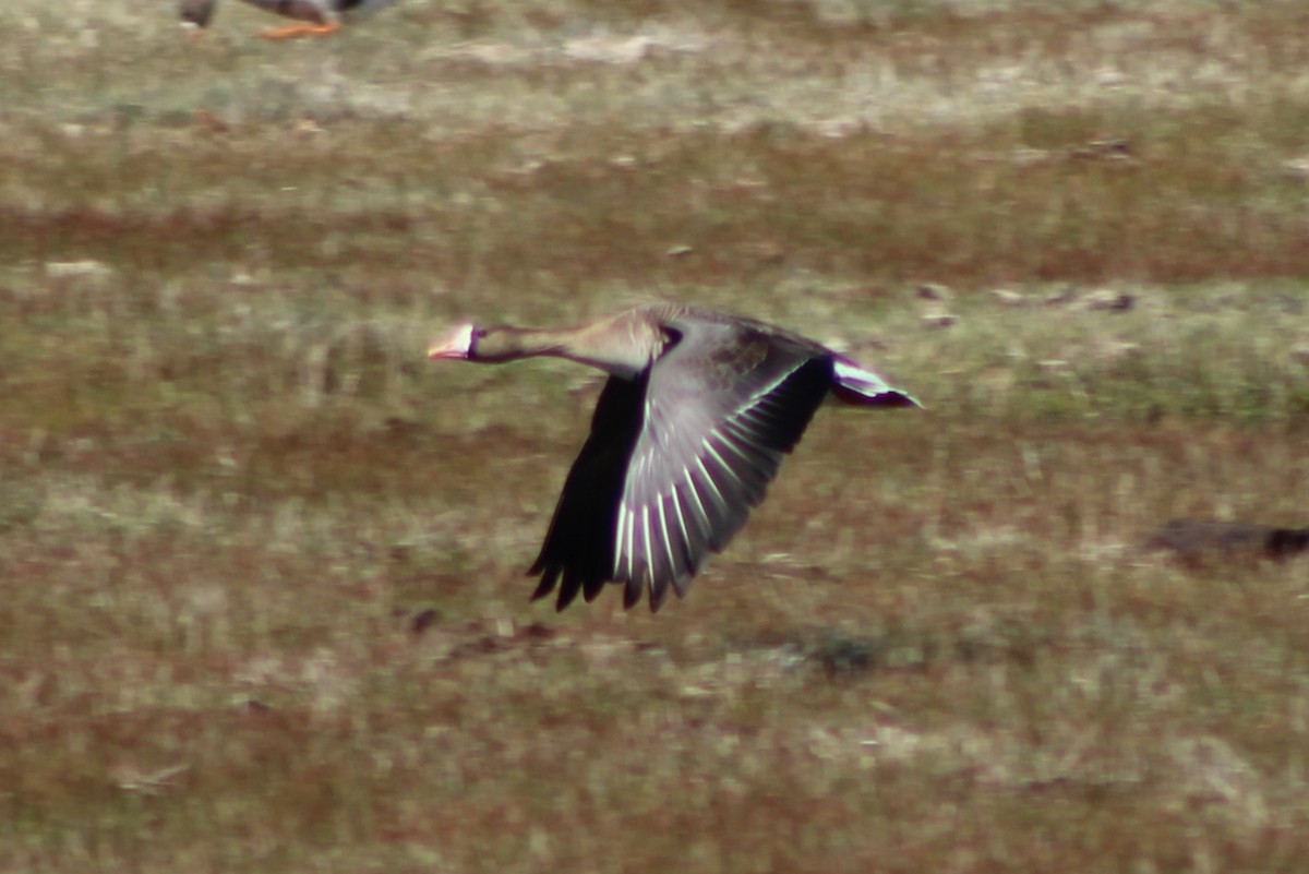 Greater White-fronted Goose (Western) - ML440414561
