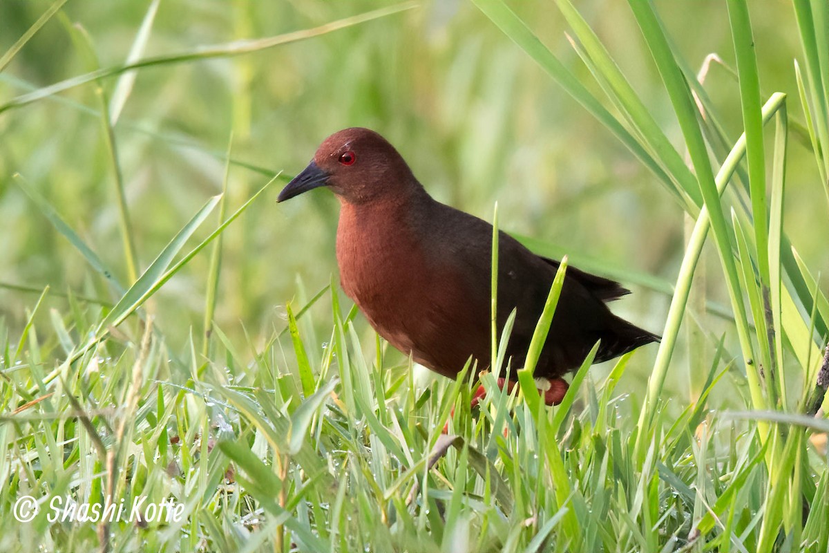 Ruddy-breasted Crake - Shashi Kotte