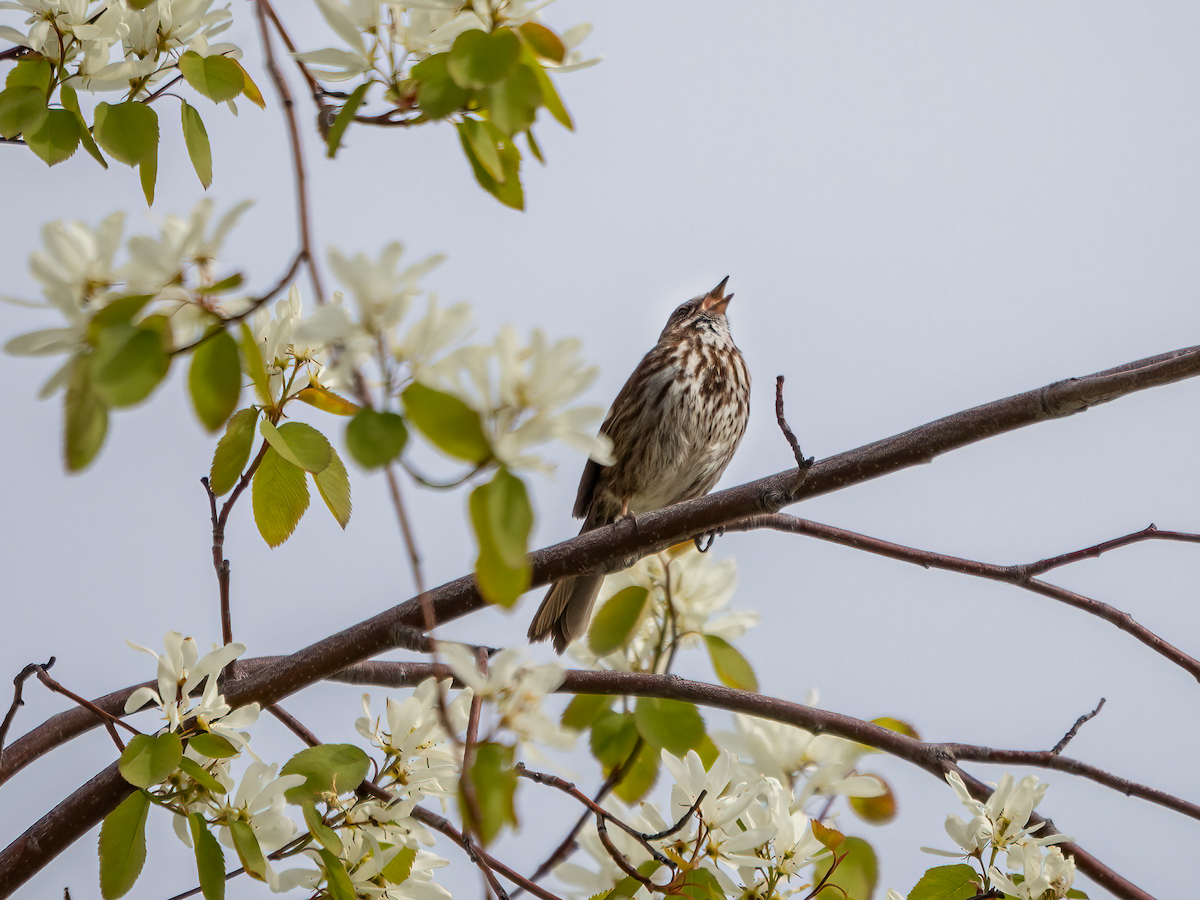 Song Sparrow - ML440415941
