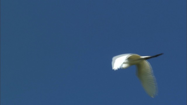 Great Egret (American) - ML440417