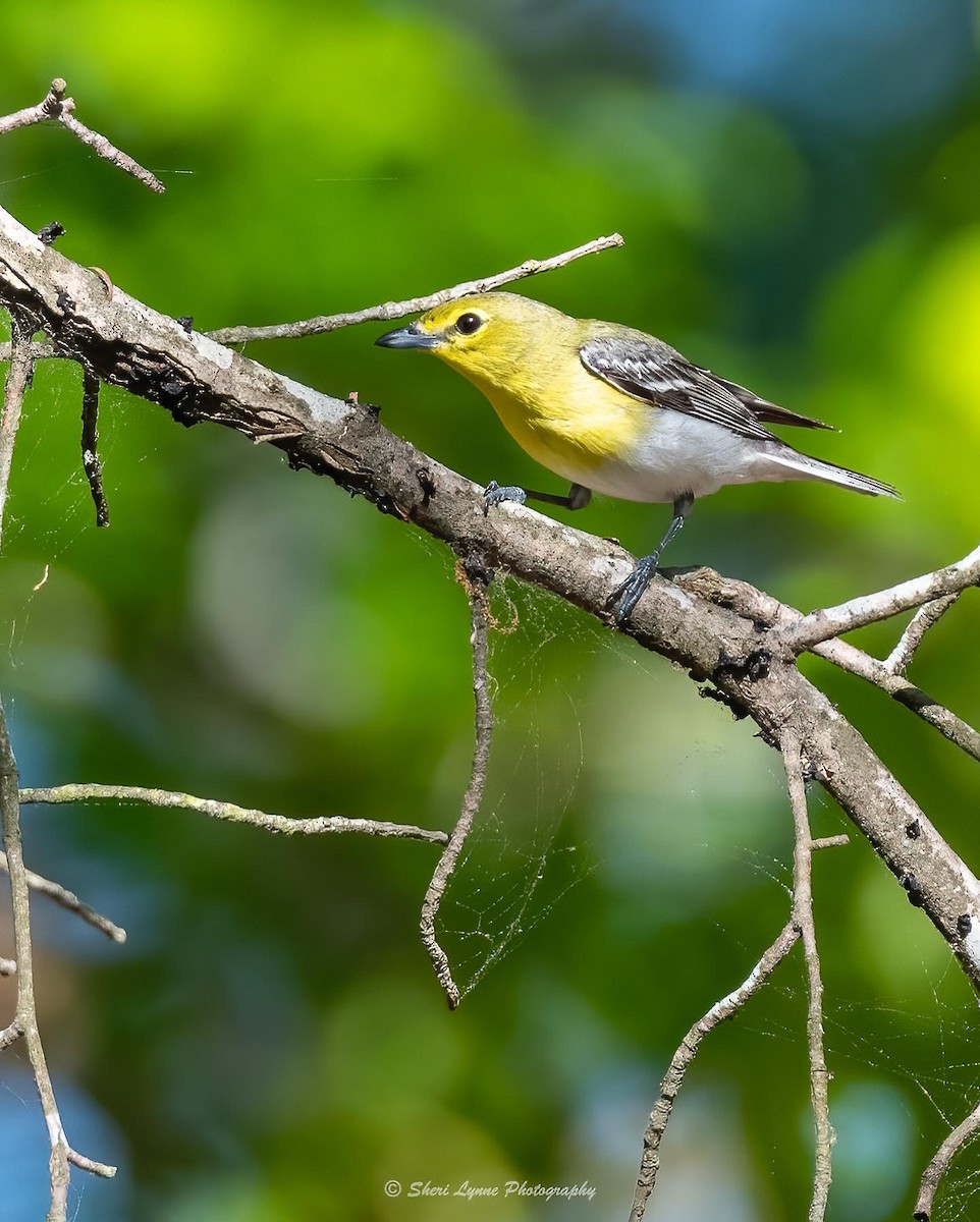 Yellow-throated Vireo - Sheri Thompson