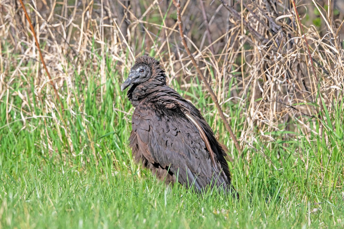 Black Vulture - ML440418471