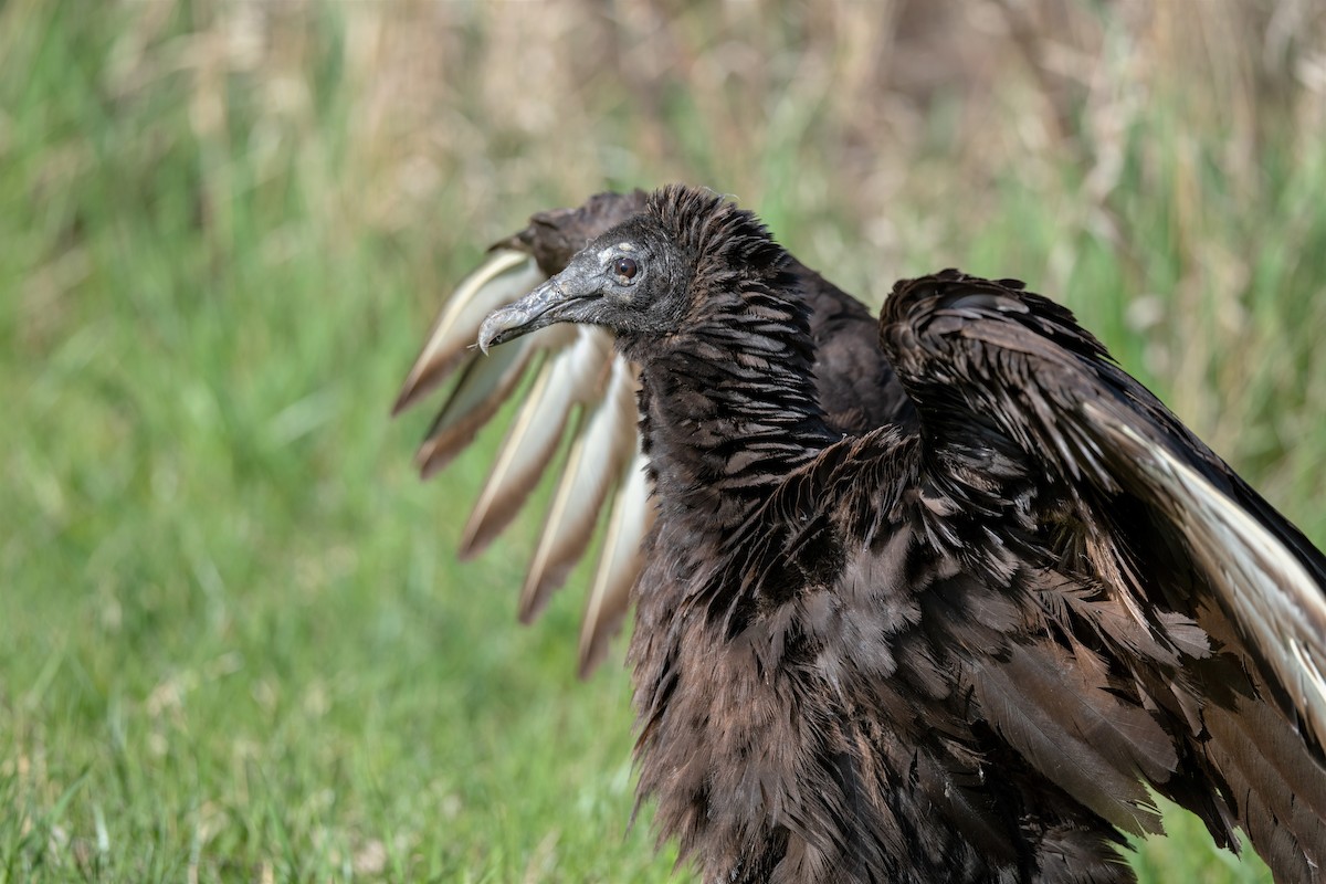 Black Vulture - ML440418711