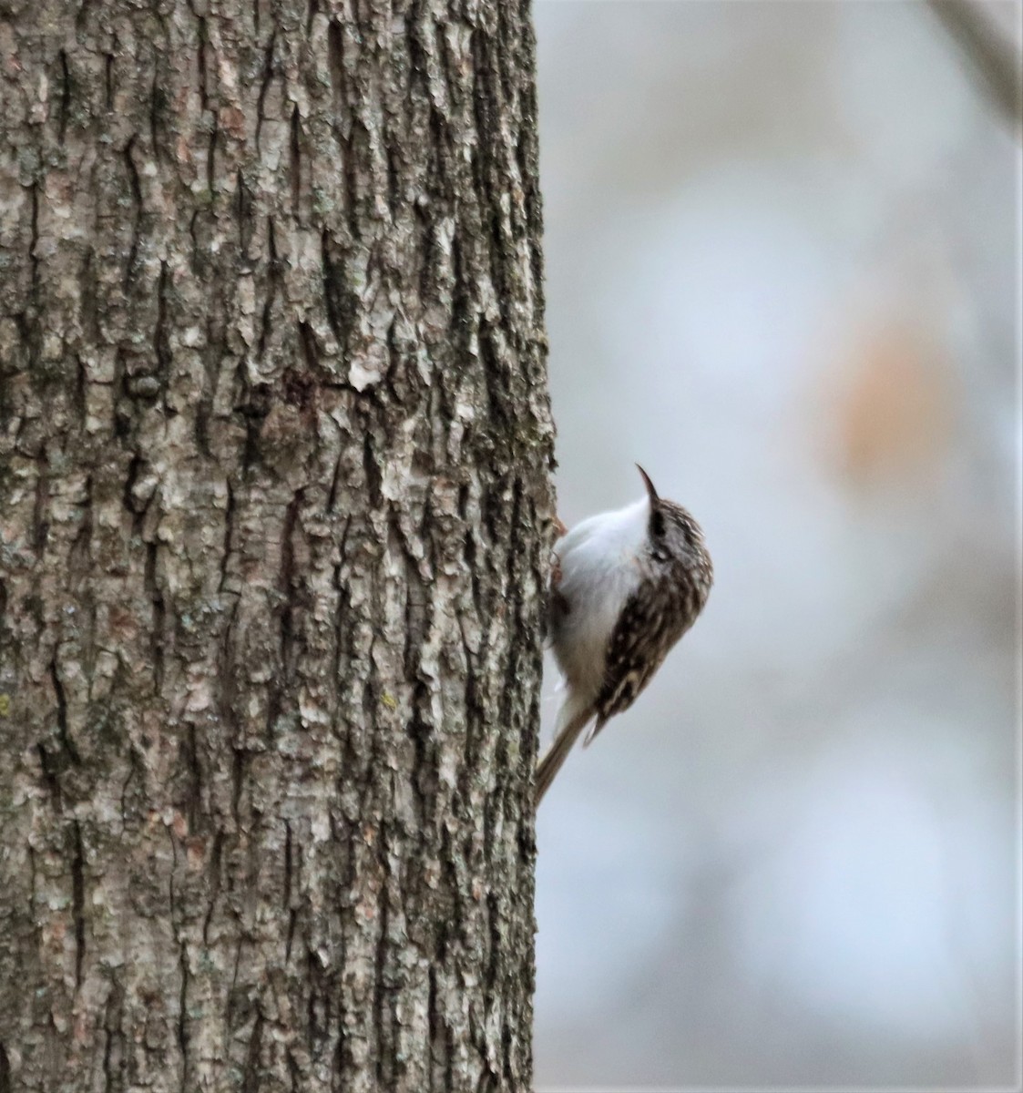 Brown Creeper - Bob Andrini