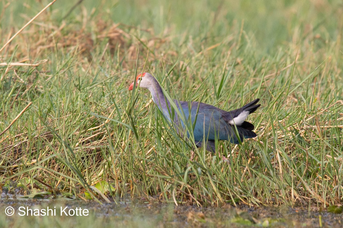 Gray-headed Swamphen - ML440420731