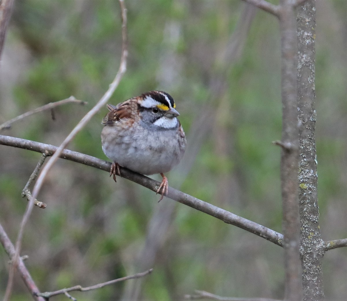 White-throated Sparrow - Bob Andrini