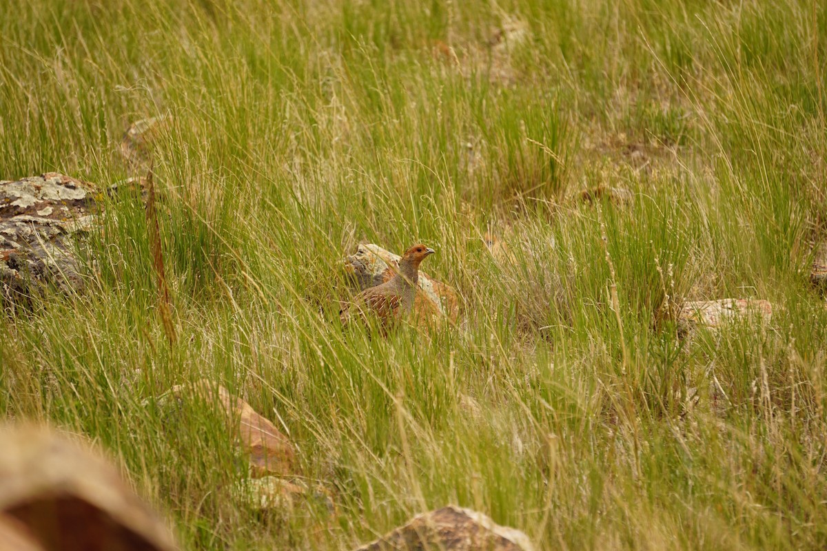 Gray Partridge - ML440421341