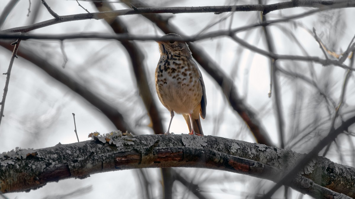 Hermit Thrush - ML44042191