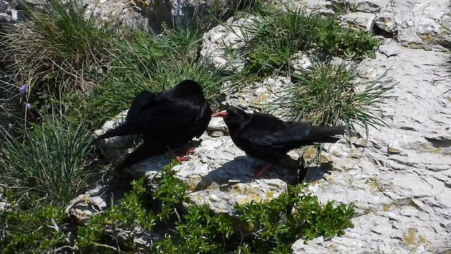 Red-billed Chough - ML440422571