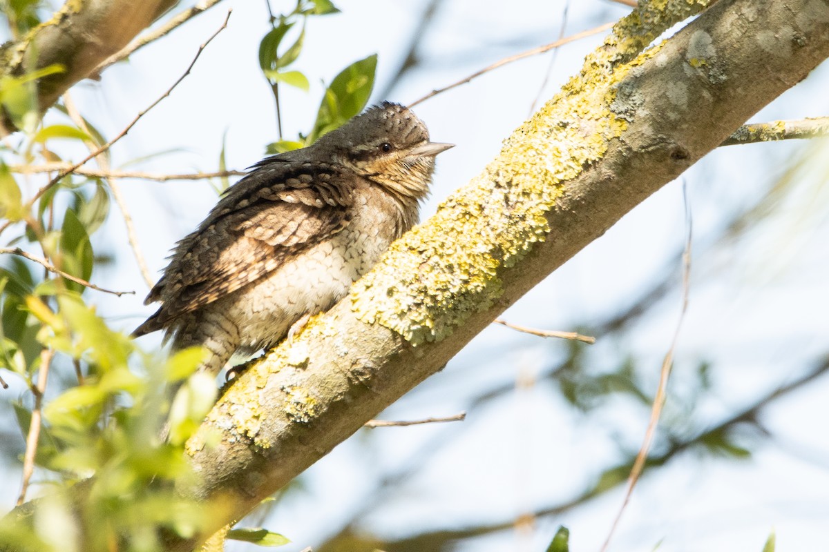 Eurasian Wryneck - ML440422581