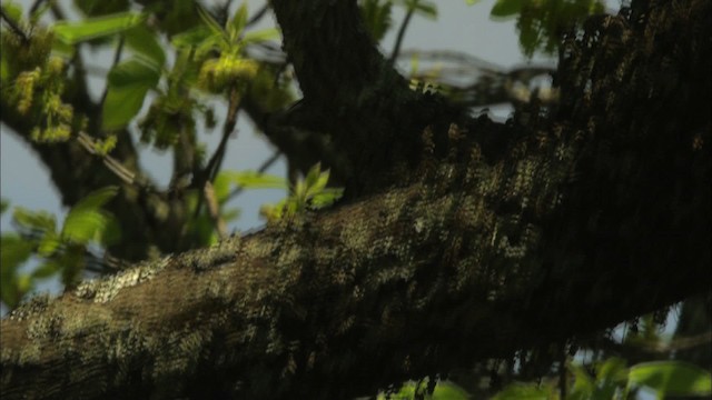 Weißbrustkleiber - ML440425