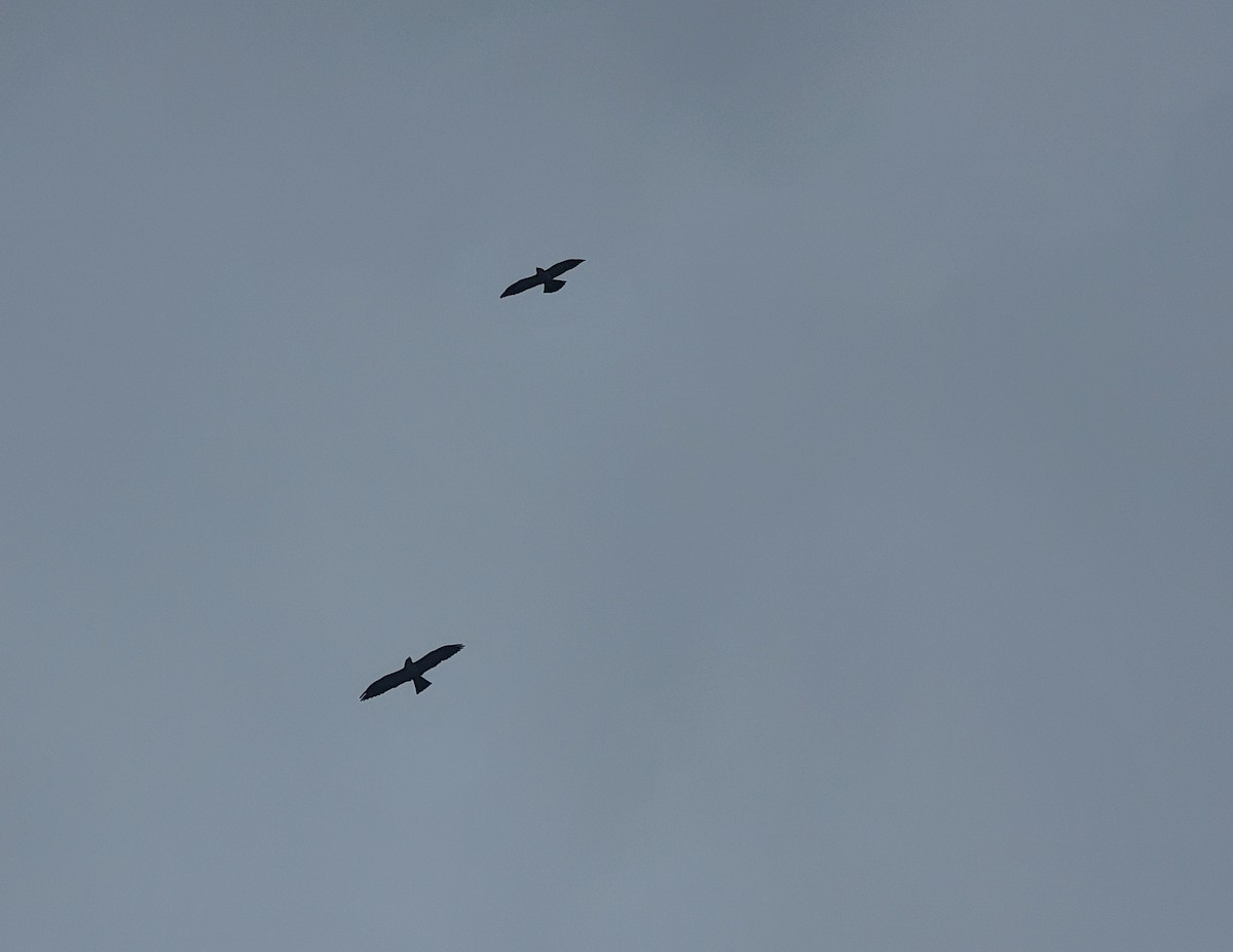 Mississippi Kite - ML440427361