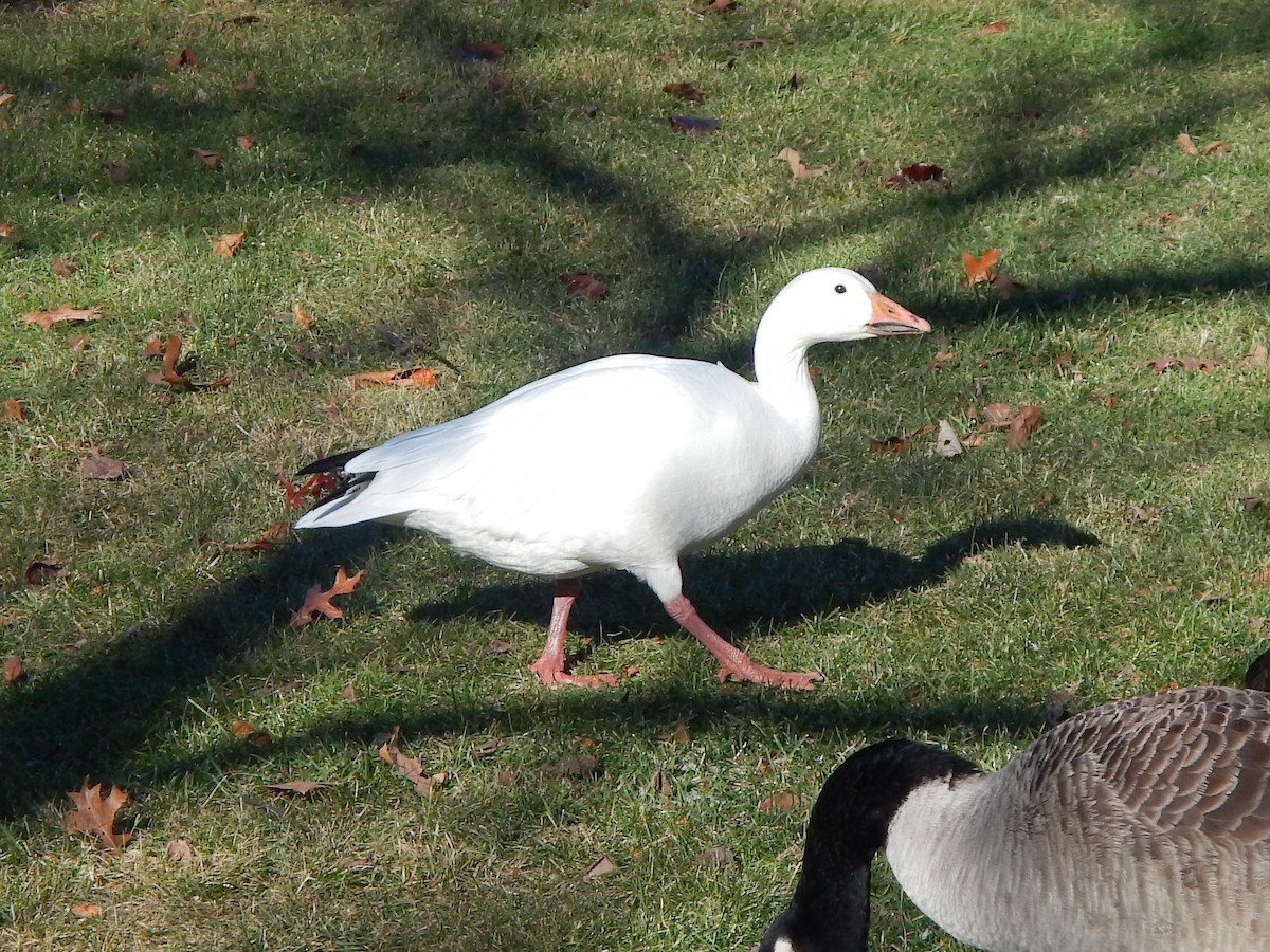 Snow Goose - Mike McCarthy