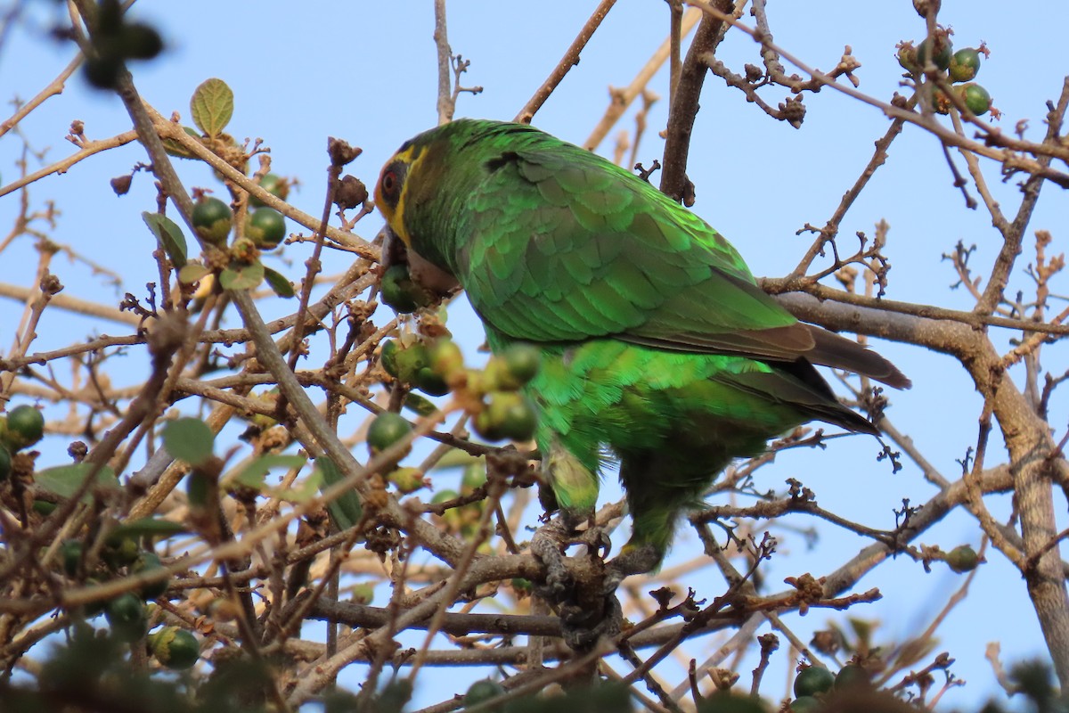 Yellow-fronted Parrot - ML440428251