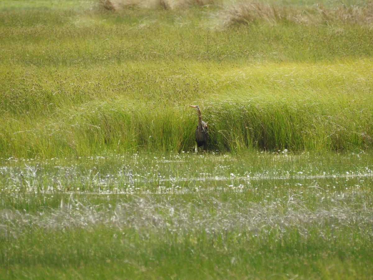 Purple Heron - ML440429361