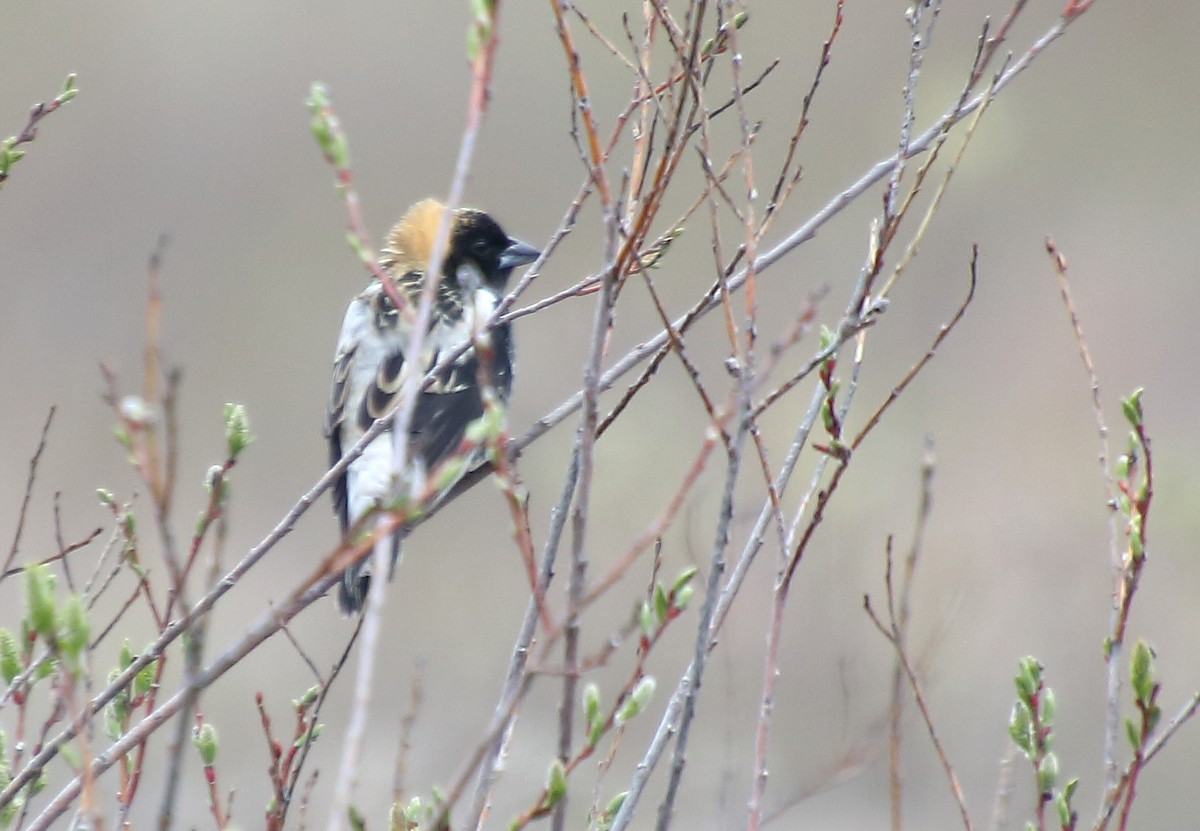 bobolink americký - ML440430381