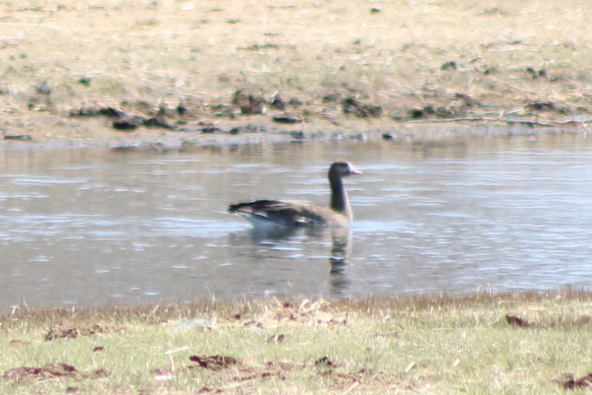 Greater White-fronted Goose (Western) - ML440432111