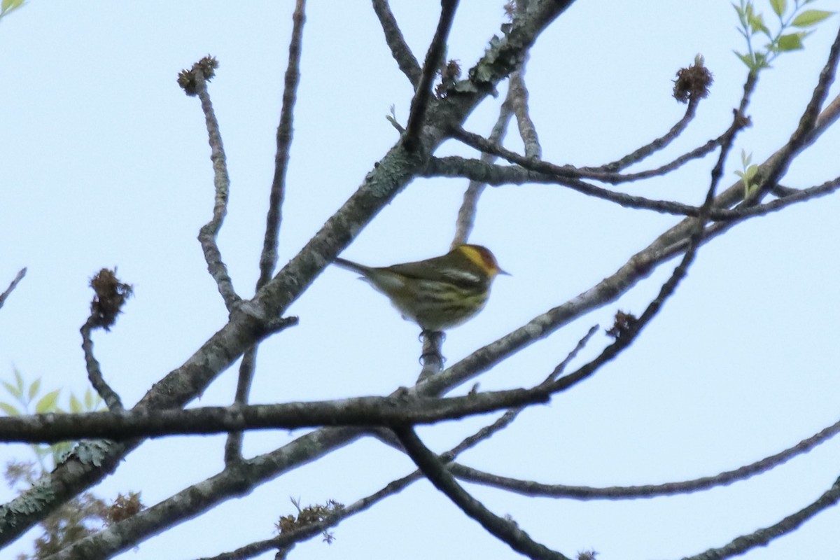 Cape May Warbler - ML440432401