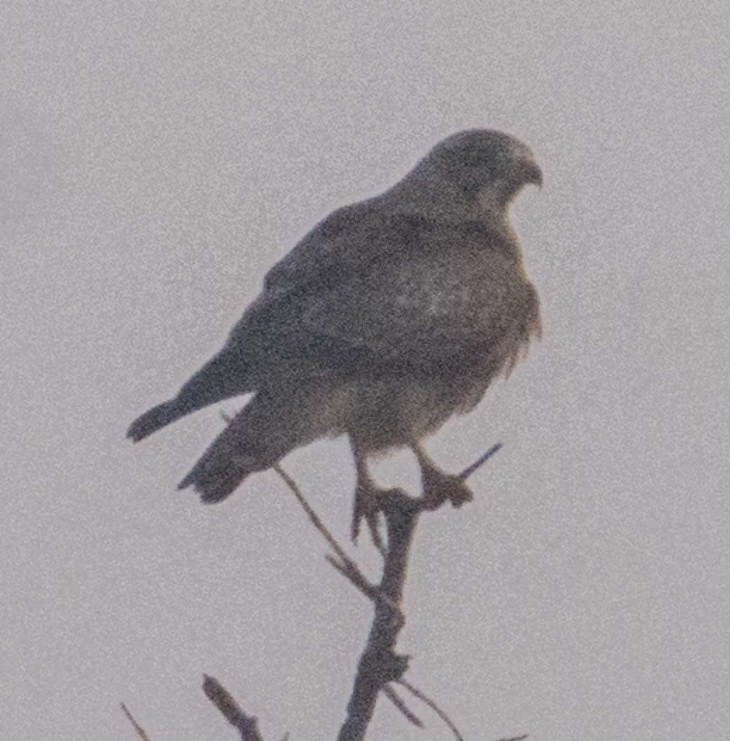 White-eyed Buzzard - ML44043671