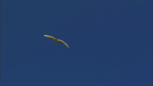 Большая белая цапля (egretta) - ML440437