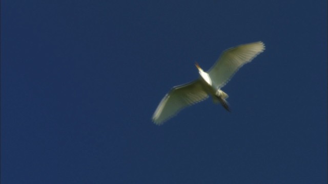 Great Egret (American) - ML440438