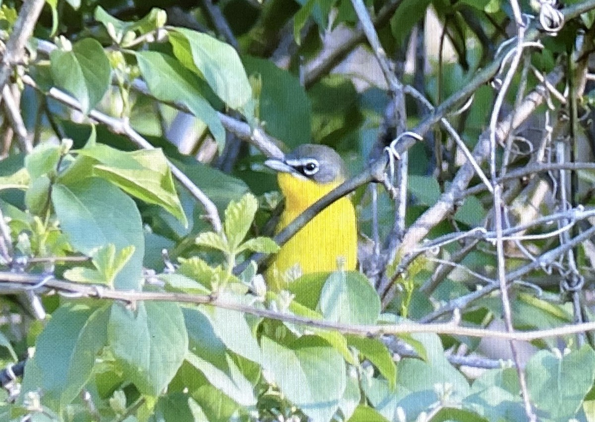 Yellow-breasted Chat - ML440441221